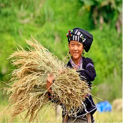 Lò Ngọc Trúm