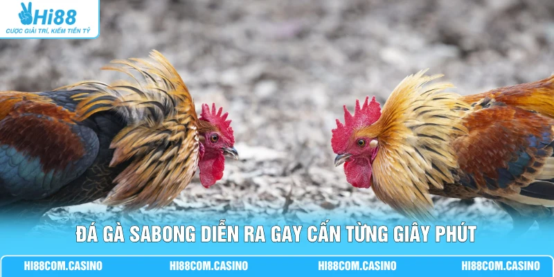 Đá gà Sabong diễn ra gay cấn từng giây phút