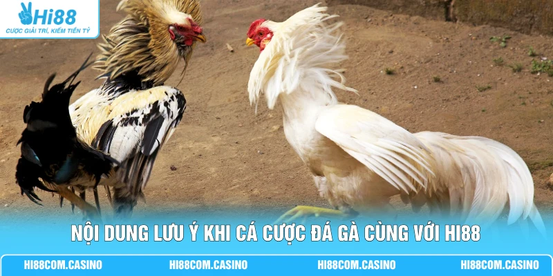 Nội dung lưu ý khi cá cược đá gà cùng với Hi88