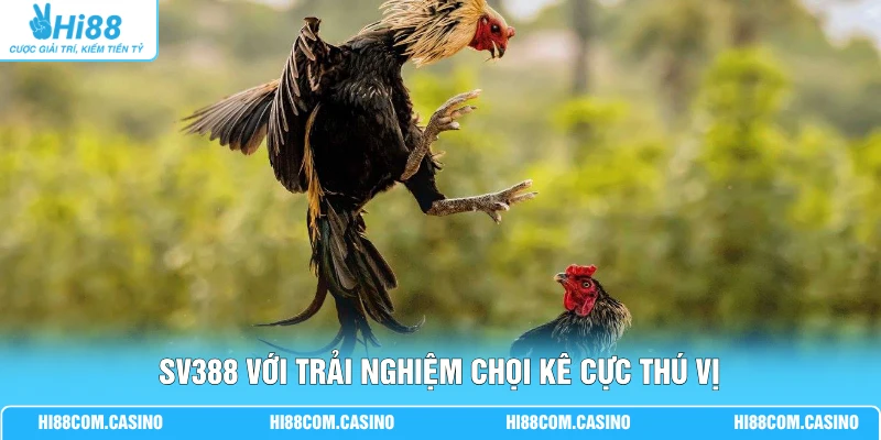 SV388 với trải nghiệm chọi kê cực thú vị