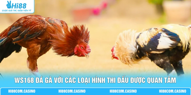 WS168 đá gà với các loại hình thi đấu được quan tâm